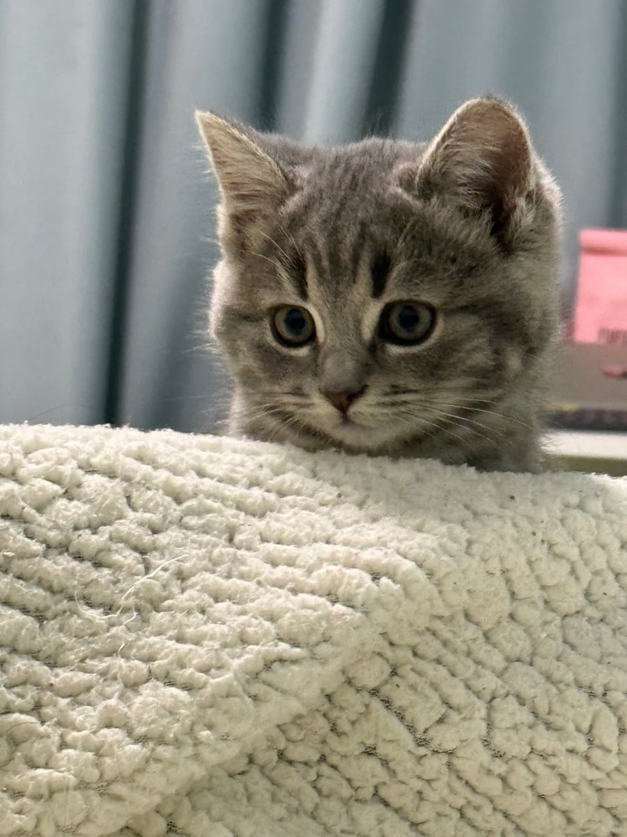 cutestscats's tweet photo. https://t.co/POl7rW1Q8r