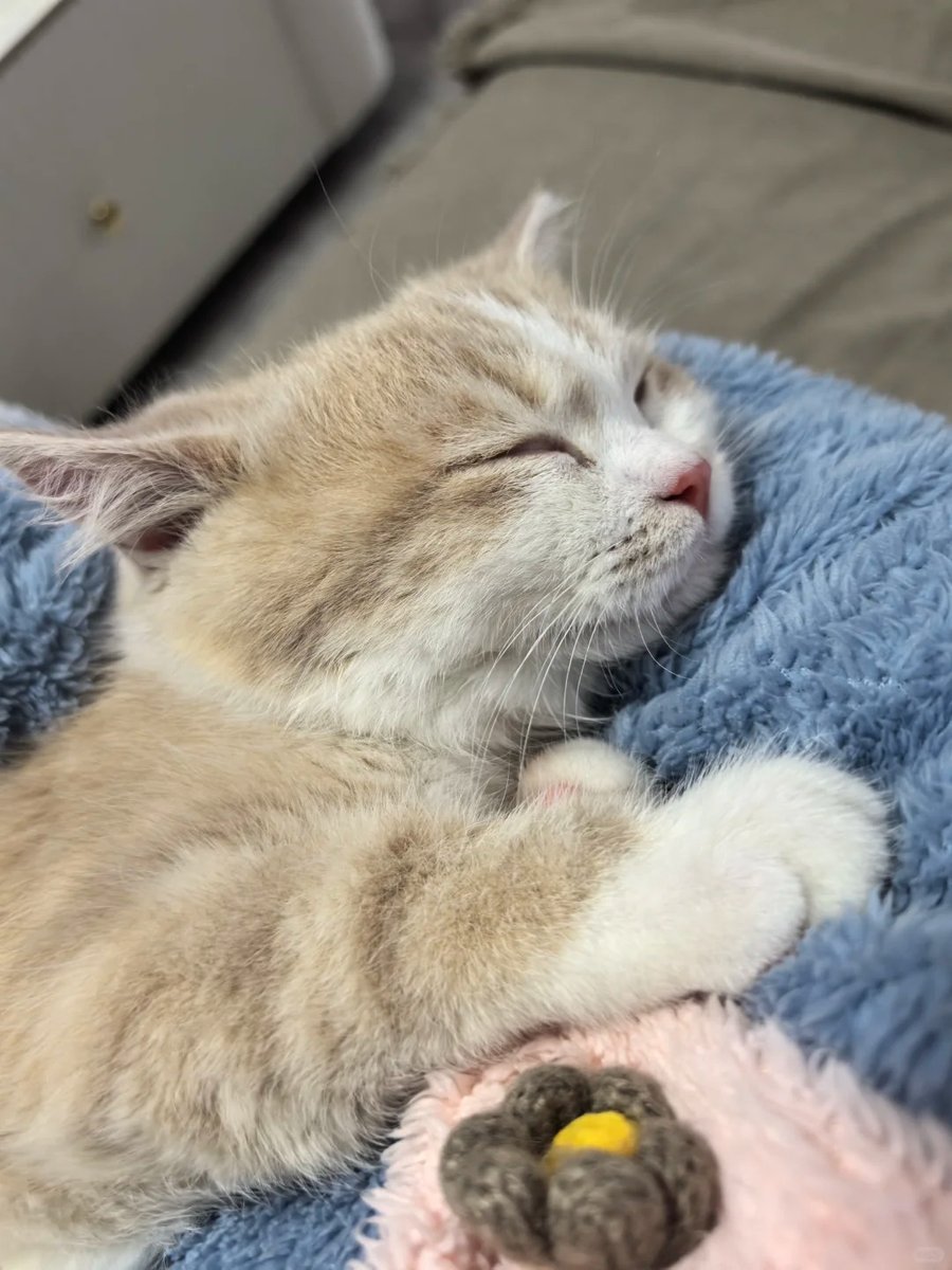 cutestscats's tweet photo. https://t.co/R0TnrDR4jl