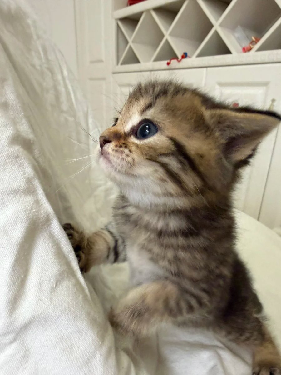 cutestscats's tweet photo. https://t.co/gxo23EuIvE