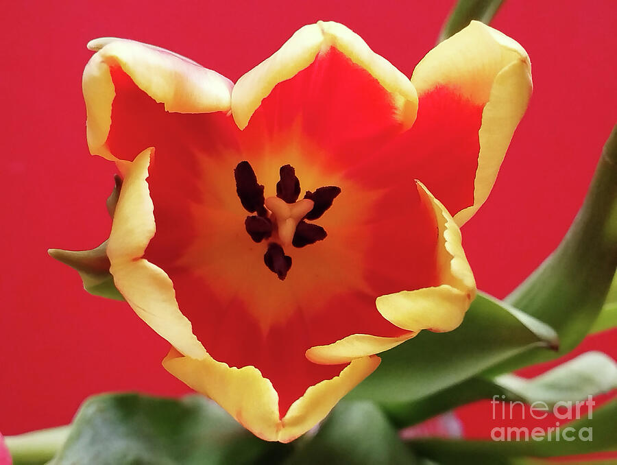 Vibrant Red and Yellow Tulip Close-Up
fineartamerica.com/featured/vibra…