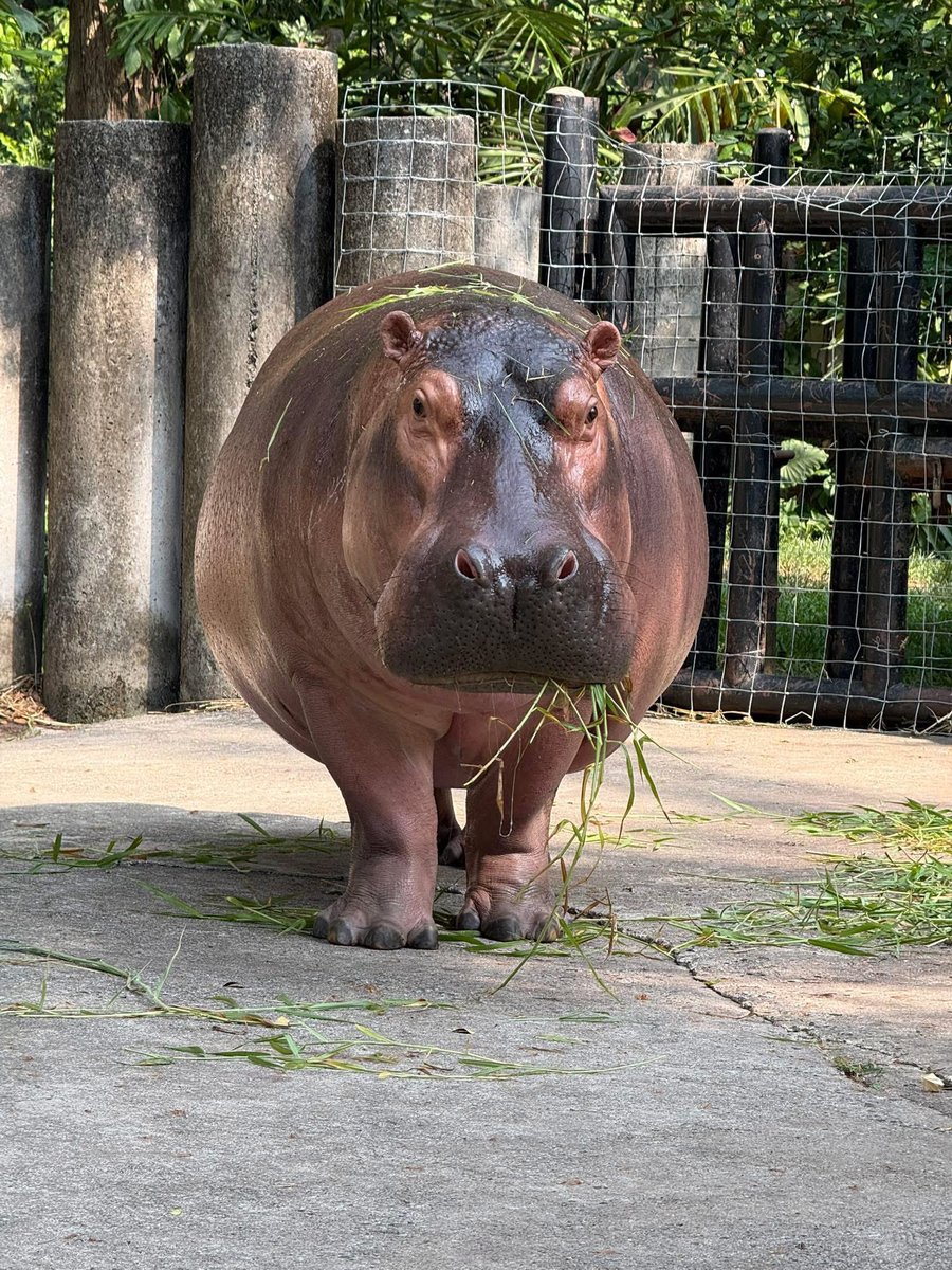 น่าร้าก หูติ้ดนึง #hippo #PygmyHippo #ขาหมูแอนด์เดอะแก๊ง #หมูเด้งเด้งกี่โมง #Moodeng #พี่ขาหมู #สวนสัตว์เปิดเขาเขียว