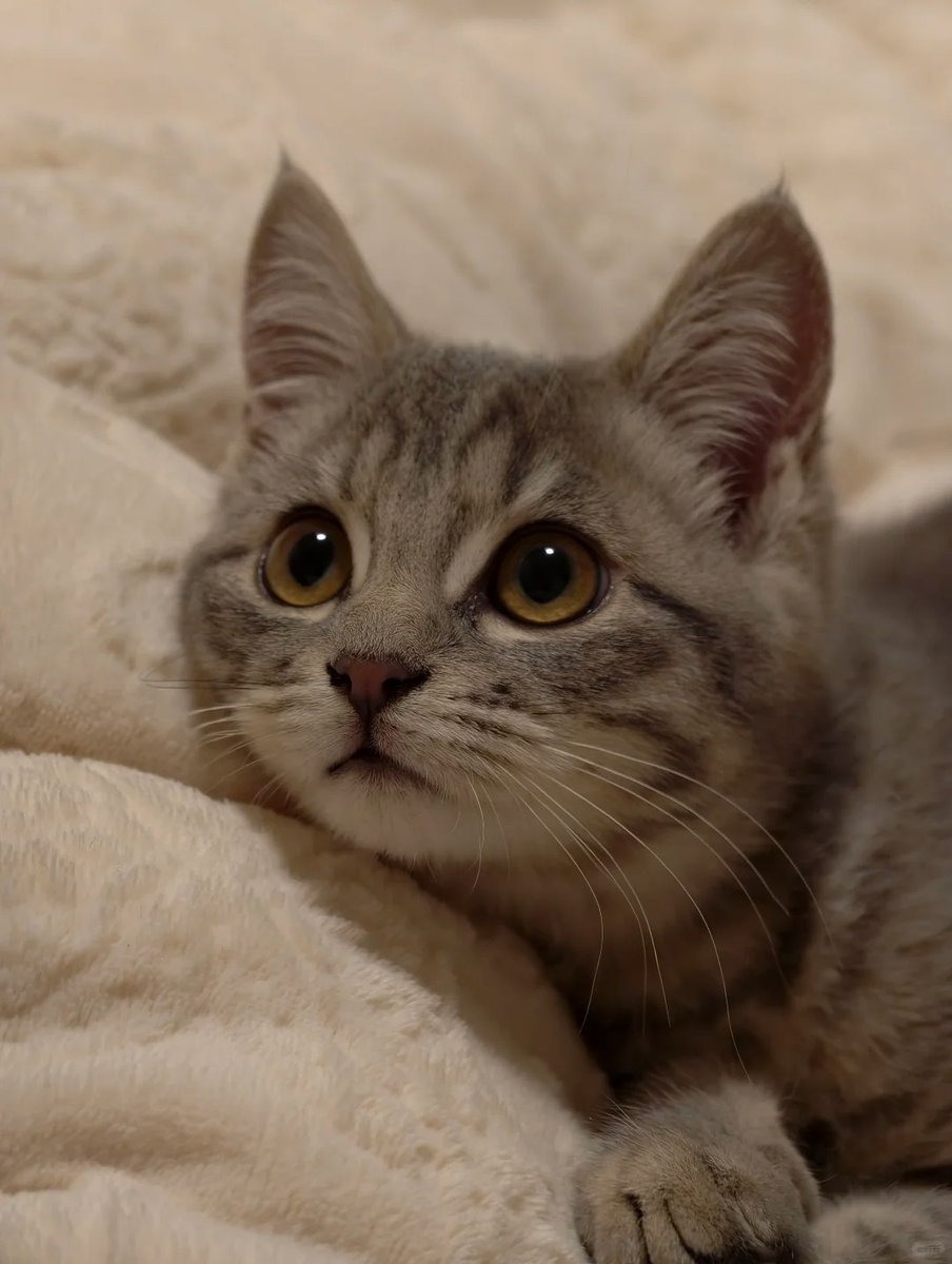 cutest cats tweet media