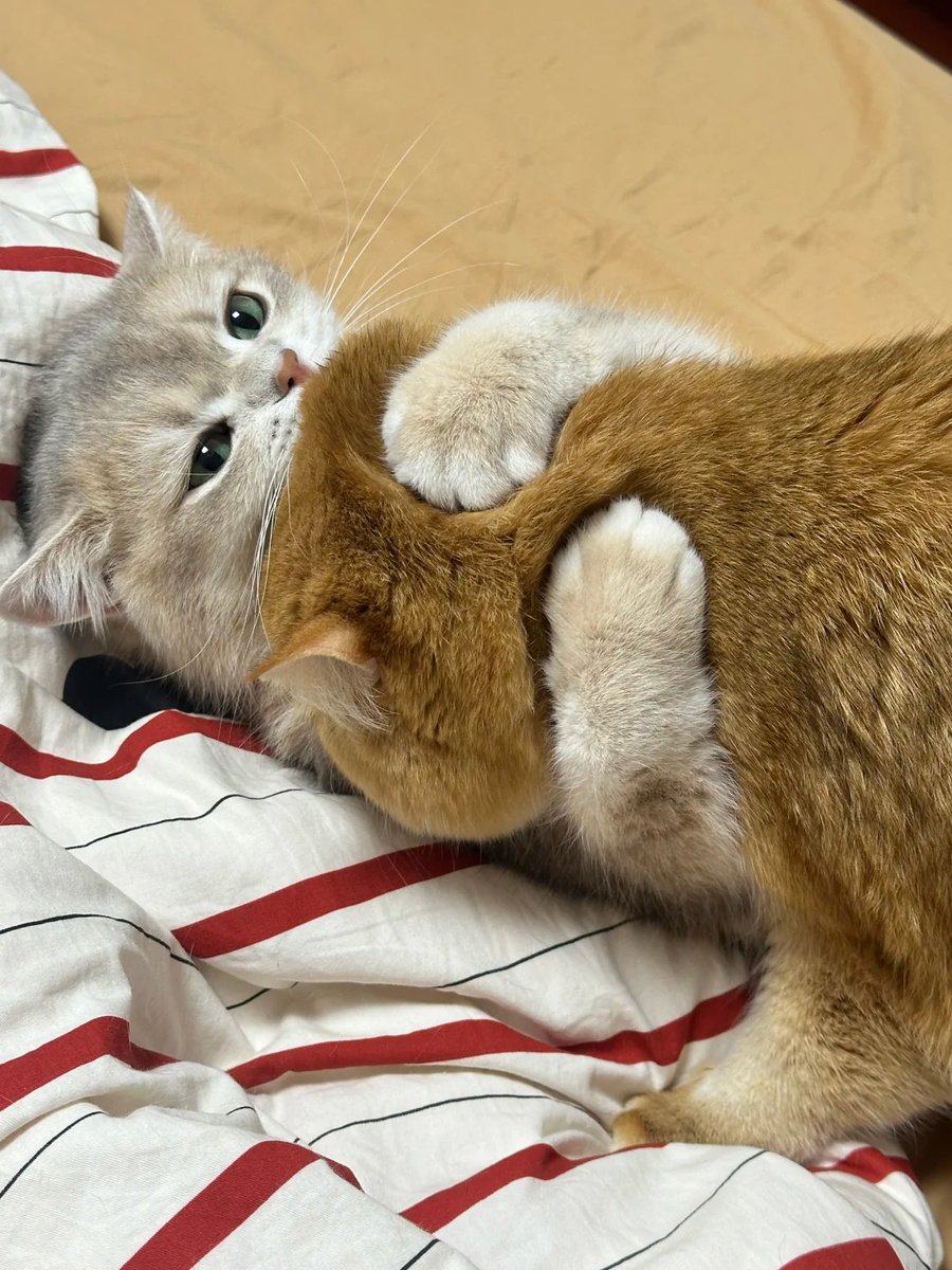 cutest cats tweet media