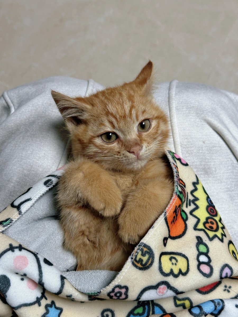 cutest cats tweet media