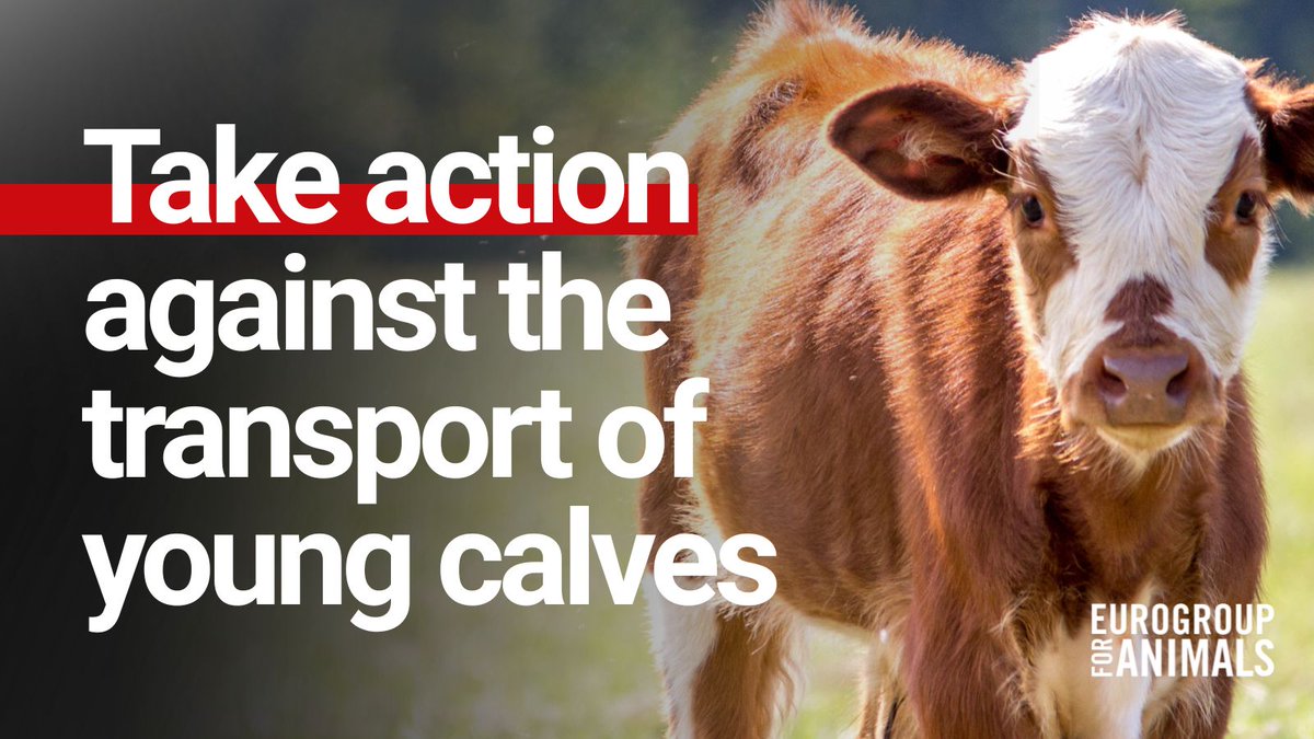 Act4AnimalsEU's tweet photo. Make a difference:
๐ Lend your voice to their action. EU law must be followed! https://t.co/xAdjyEg2Iv
๐ Call on MEPs to improve the EU's rules on #LiveTransport, to ensure that not only are transported animals much better protected, but unlawful conduct does not slip through the cracks: https://t.co/gBXrXgEYs9