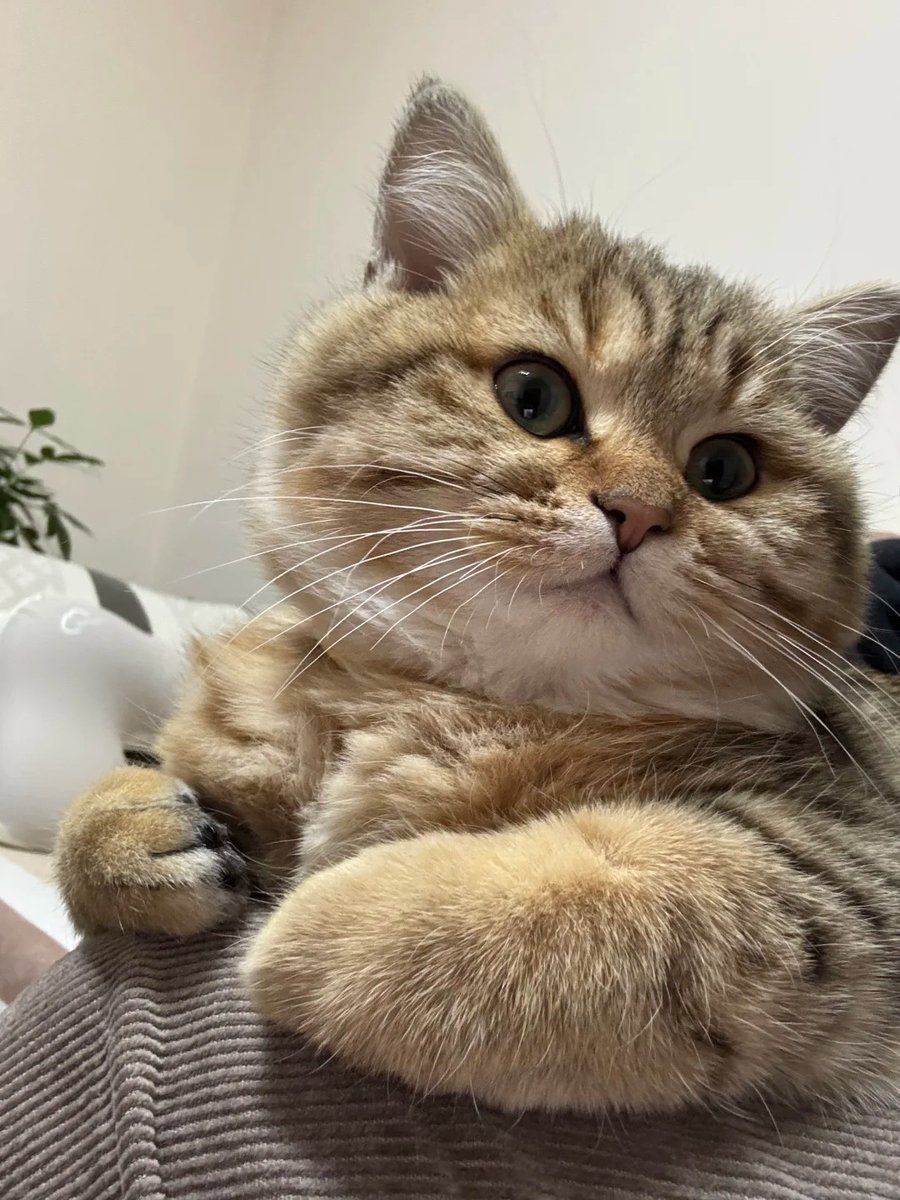 cutest cats tweet media