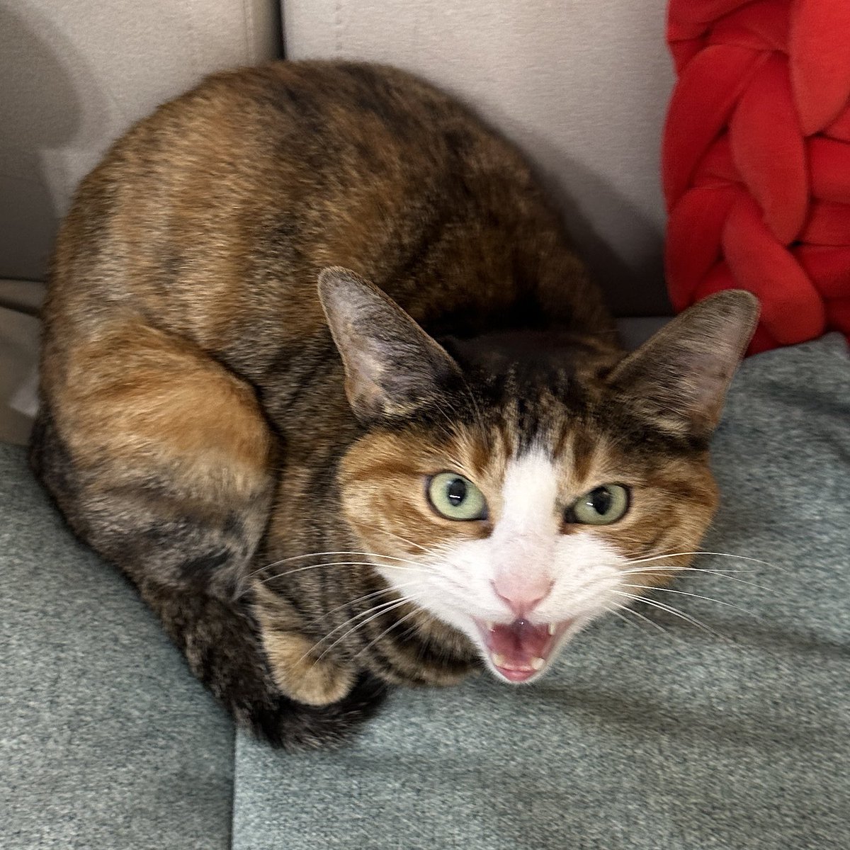 무병장수이 tweet media