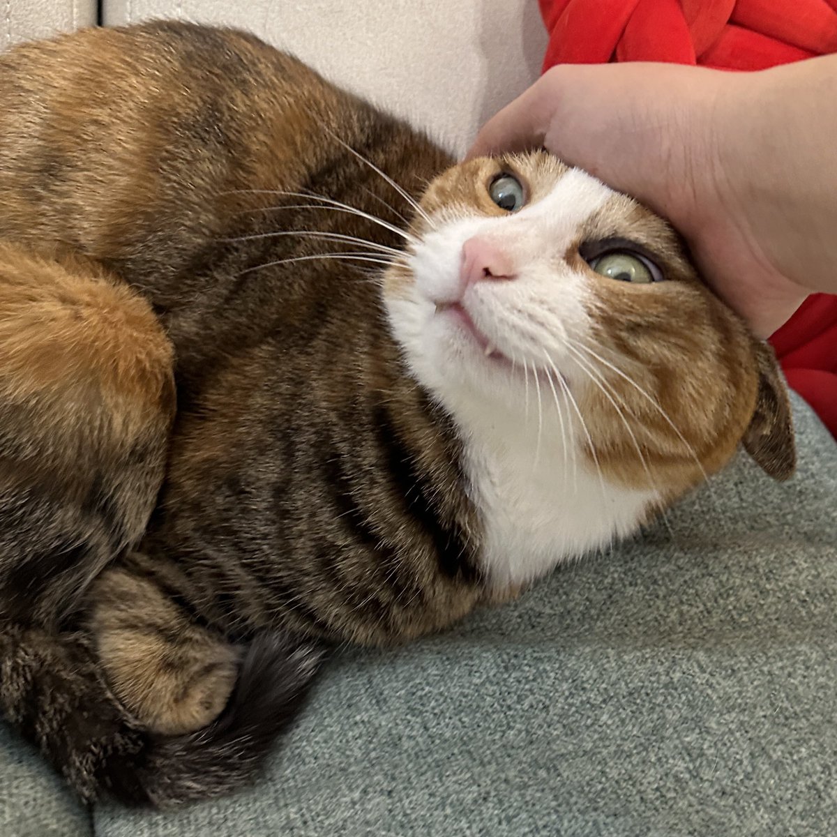 무병장수이 tweet media