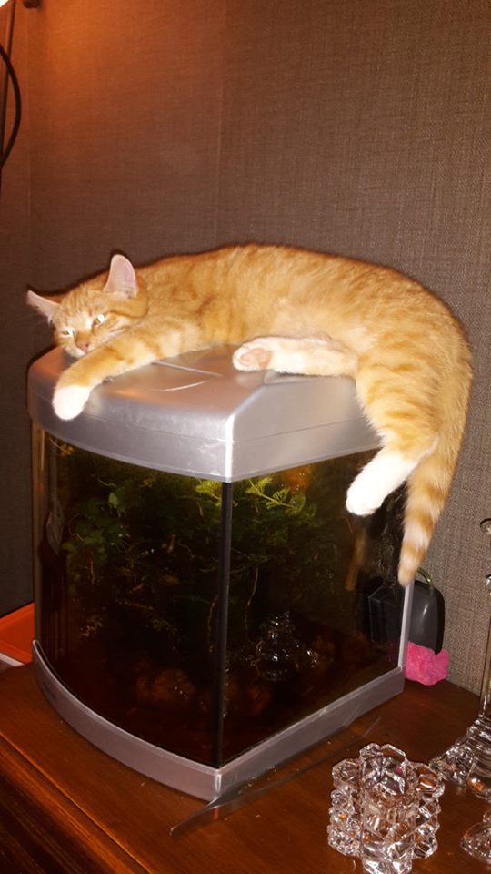 Marretje 🌹 uit Mares Brabant tweet media