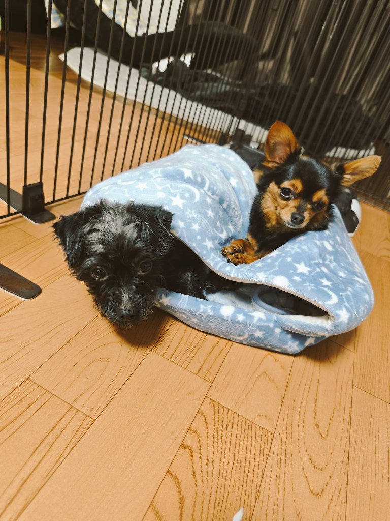 D8xLpb3's tweet photo. まぁ双方が納得してるなら
どんな使い方でもいいんですけどね。
＃ミックス犬
＃ヨープー
＃きょうだい犬 https://t.co/rgHbXdHeaN