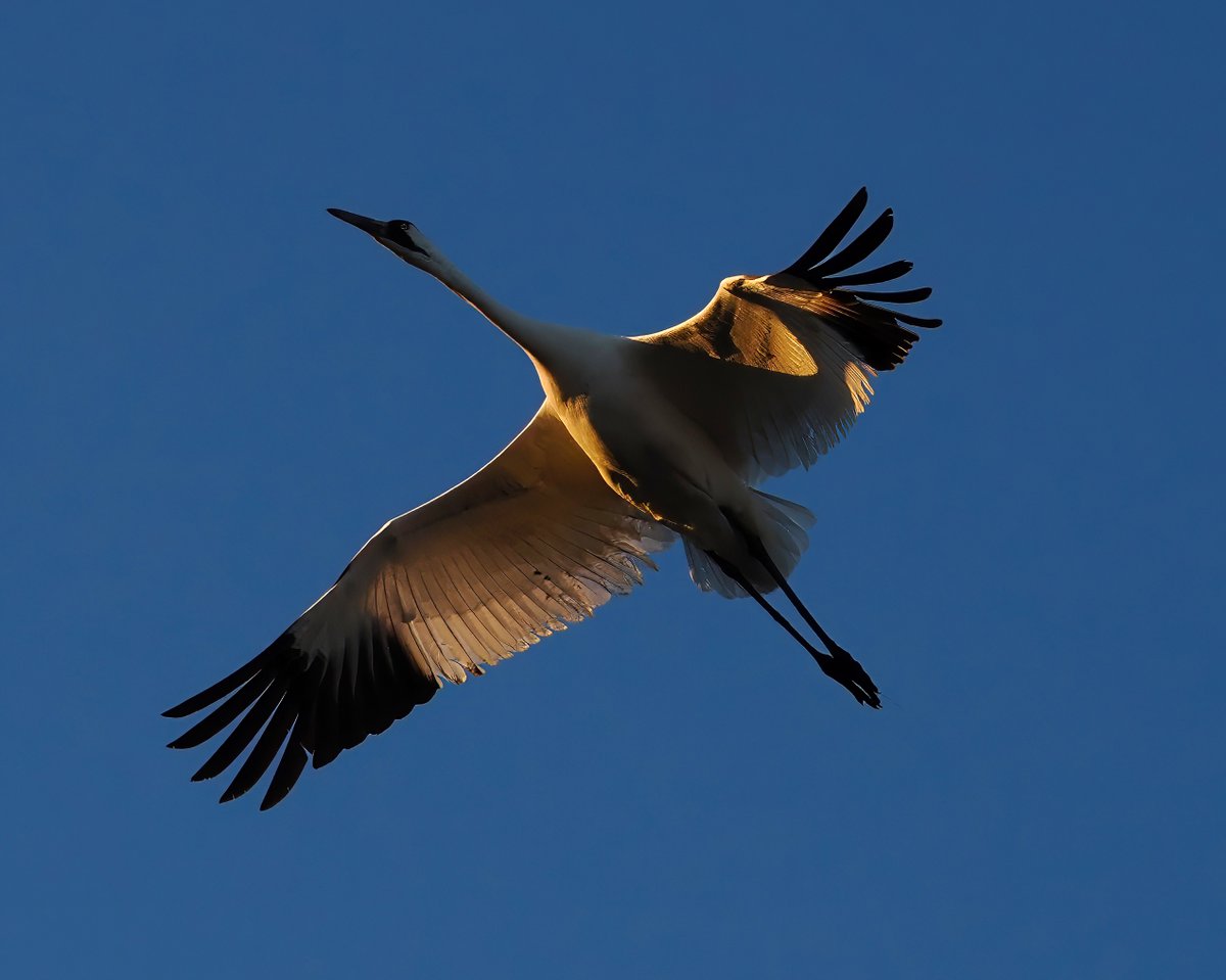 Above_96th tweet media