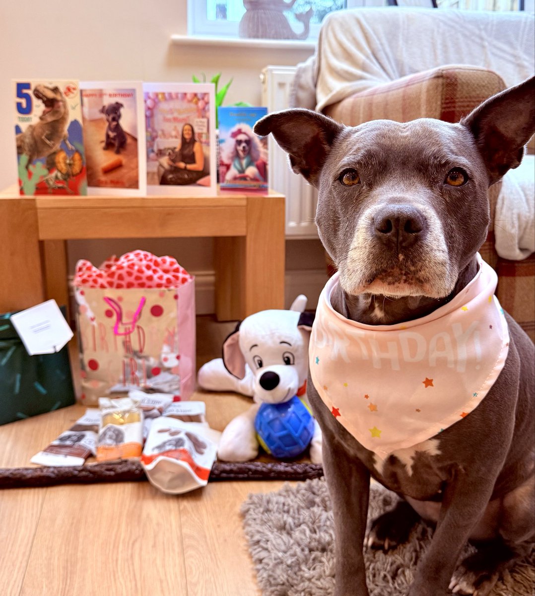 It’s my 5th birthday tomorrow.  I’m celebrating today as we will be driving home tomorrow.  Look at all my cards and presents 💖💖💖 #IsaMary #CuteDogs #BirthdayGirl