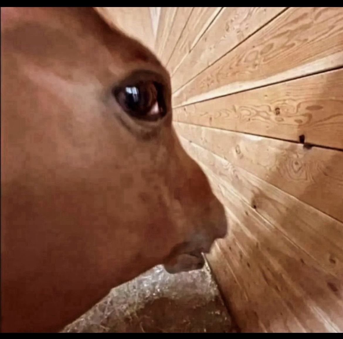 jj♡ ̆̈ •. tweet media