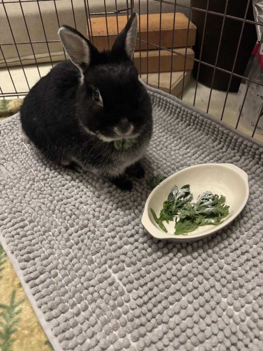 ごましお tweet media