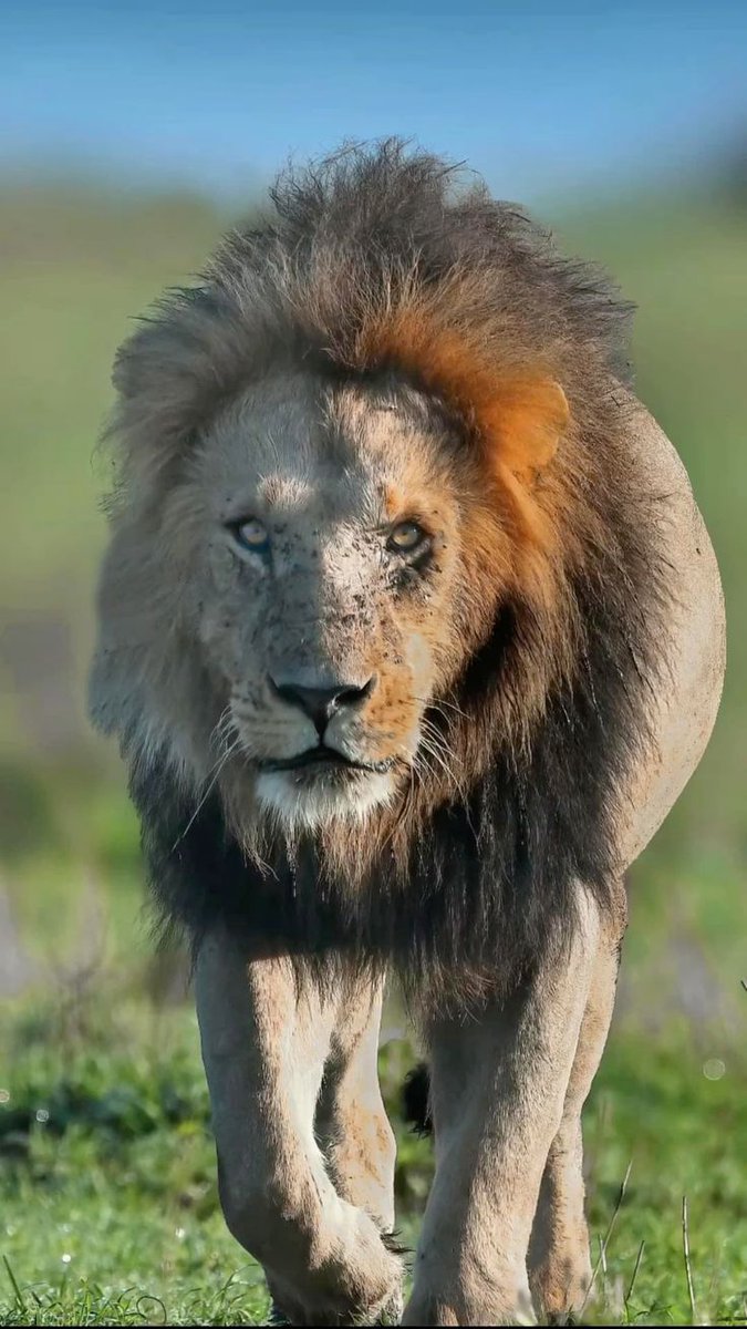 Olobor "coalición black rock" 💪🦁👑