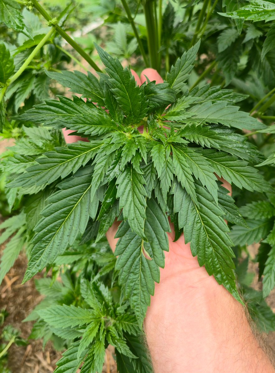 BINCHICKEN_ABC's tweet photo. Deep Chunk X Mnogolistka F2's full of F3 seeds. 

Directionally breeding towards Deep Chunk type Multi Leaf plants https://t.co/DjbEoSu3Na
