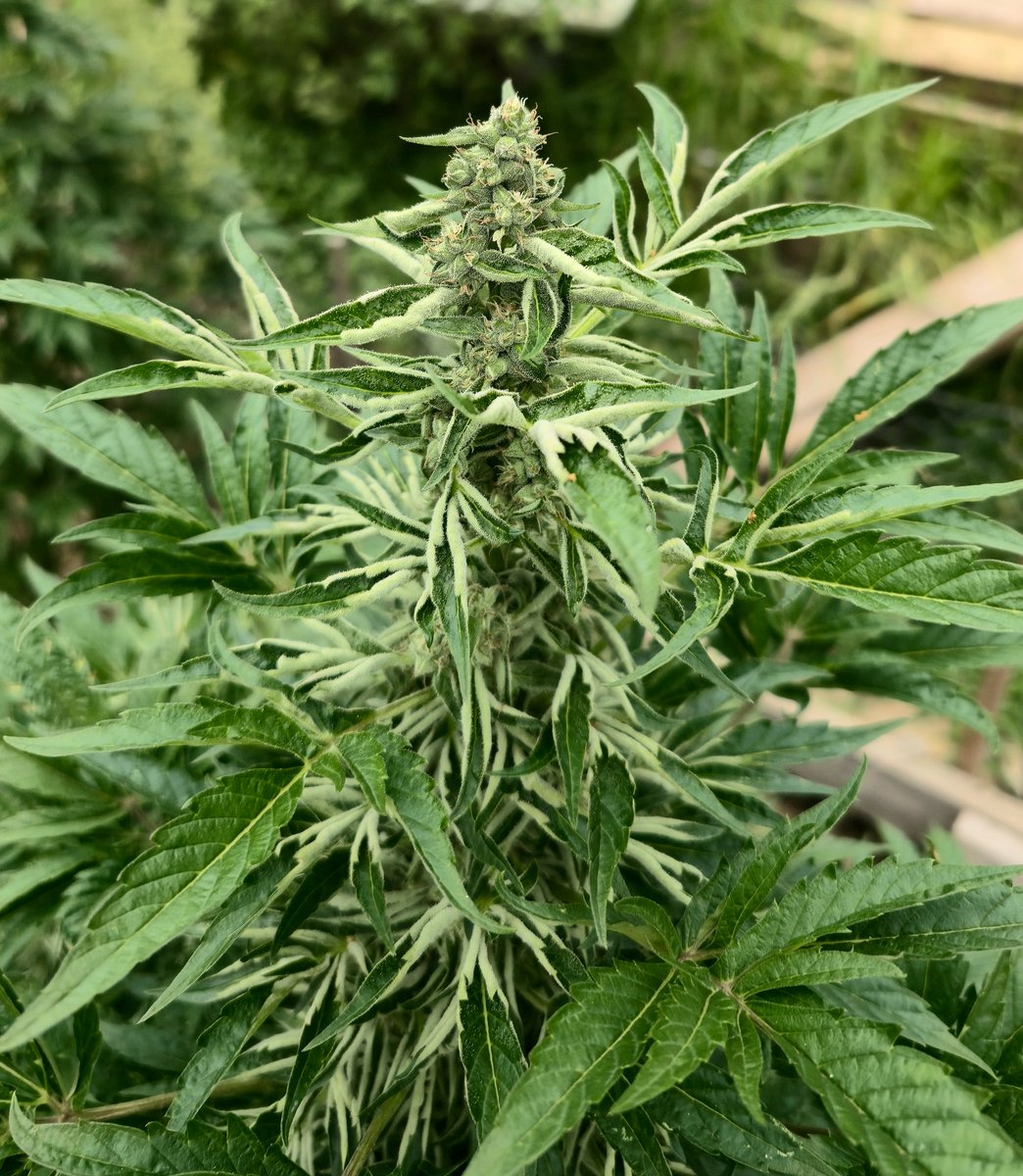 BINCHICKEN_ABC's tweet photo. Deep Chunk X Mnogolistka F2's full of F3 seeds. 

Directionally breeding towards Deep Chunk type Multi Leaf plants https://t.co/DjbEoSu3Na