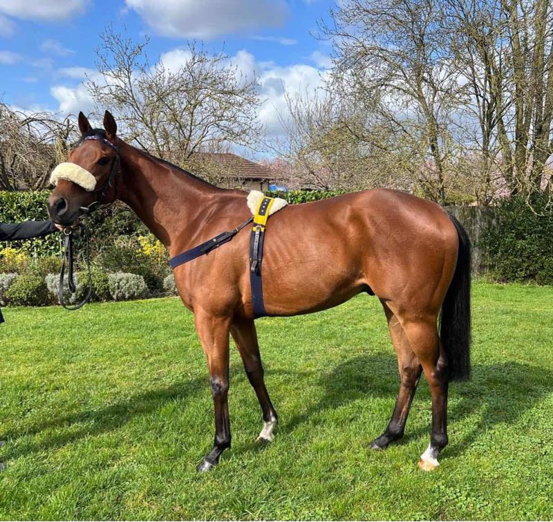 Tattersalls Online tweet media