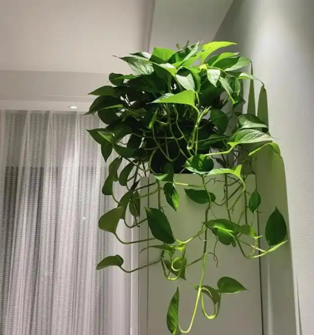 Luka Grcman. tweet media