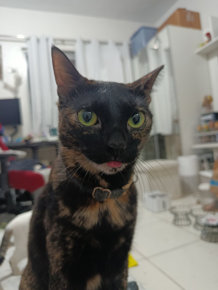 AnTonalite's tweet photo. Meow https://t.co/csEhJ4E4H9