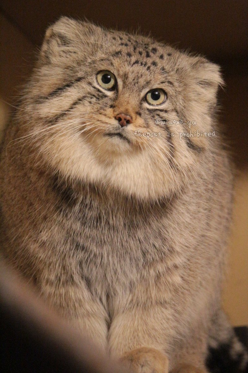 mi_0x0_yu's tweet photo. 顔の余白が多くて素晴らしい。
#埼玉県こども動物自然公園 #SCZoo #マヌルネコ #ロータス https://t.co/t0bqkHQ08w