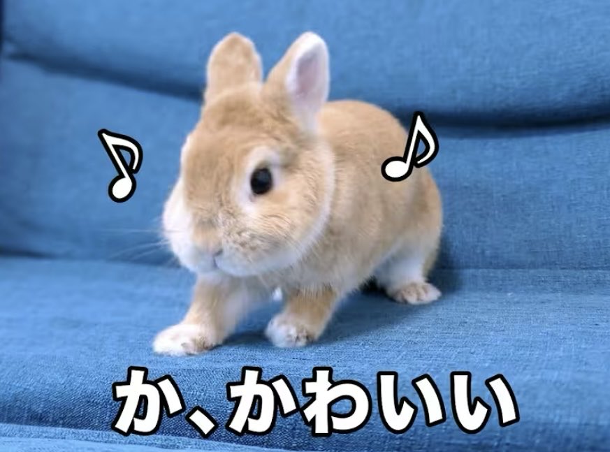 スタちゃんねる【うさぎ部屋】 tweet media