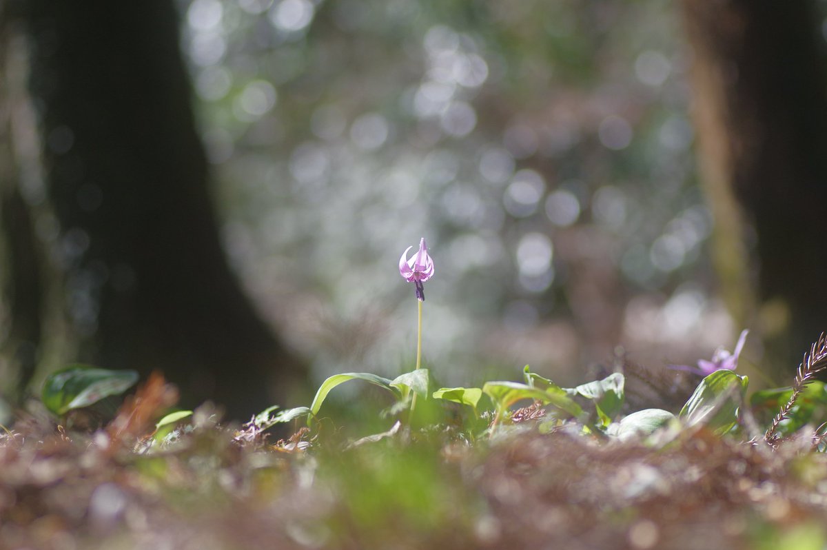 奇跡の1枚

#カタクリ
#写真
#写真好きと繋がりたい 
#相模原
#城山かたくりの里