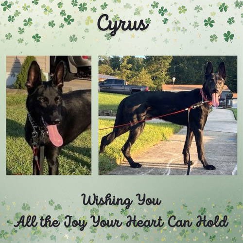 Help Cyrus find a Loving home <a href="/Penny2449/">Penny</a> <a href="/MarkSagarin/">Mark Sagarin</a> <a href="/AshiaReiki/">My Mom’s Recipe Box</a> <a href="/OffTheLeashFP/">OffTheLeashFP 💔RIP Beautiful Millie&Sweet Pixie🌈</a> <a href="/MillieOTLFP/">Millie🐾🌈#oneforallandallformillie 🐾🌈</a> <a href="/The_Animal_Team/">The Animal Team</a> <a href="/Nightowl400/">Owly</a> <a href="/EMluvsPibbles/">𝐄𝐌™</a> <a href="/irishfox1949/">Marilyn Fox</a> 
<a href="/FETCHDogTrainer/">Steve Hawkins</a> #GermanShepherd #GSD #AdoptDontShop #TeamZay
allshepherdrescue.com
