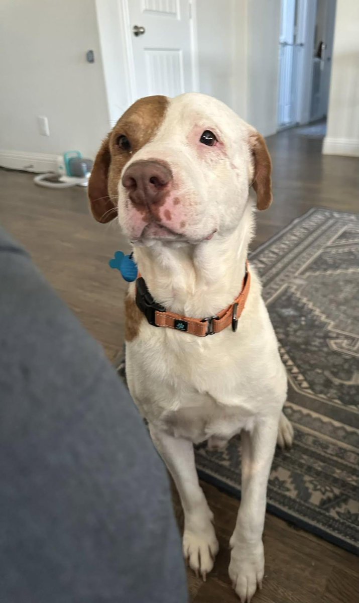 saniyafatma1278's tweet photo. Please say a prayer for Sarge. He’s at the Vet staying over night due to bleeding issues. He was diagnosed with a tick disease called Ehrlichia. He recently was neutered and keep leaving blood on the floor even after 6 days. So I took him in to have him checked out. He has now started bleeding from the nose as well. Ehrlichia causes clotting issues and can be very serious if not treated. 🙏