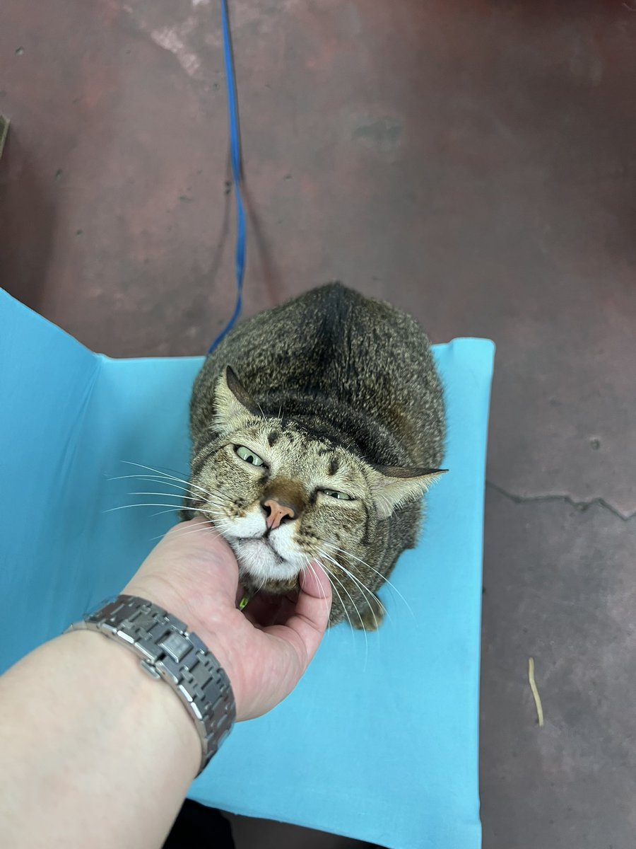 バラ Bara🌹 tweet media