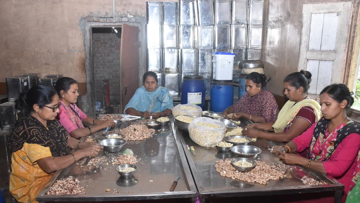 InfoGujarat's tweet photo. બાગાયત ક્ષેત્રે નવી ઊંચાઈઓ સર કરતા ડાંગ જિલ્લાના ખેડૂતો; કાજુની ખેતી તરફ વળ્યા અને હવે ઘર આંગણે રોજગારી મેળવતા થયા છે...

ડાંગ જિલ્લાના વઘઇ તાલુકામાં આવેલ અંબિકા બાગાયત ઉત્પાદક સહકારી મંડળી ખેડૂતોના સહયોગથી કાજુ પ્રોસેસિંગ પ્લાન્ટ ચલાવે છે; સાથે જ કાજુના વેલ્યુ એડિશન માટે પ્રોસેસિંગ પ્લાન્ટની સ્થાપના પણ કરાઈ છે, કાજુ પ્રોસેસિંગ દરમિયાન સ્થાનિક મહિલાઓને ઘરે બેઠા રોજગારી પૂરી પાડવામાં આવે છે...

બાગાયત વિભાગ દ્વારા ડાંગના જામલાપાડા ગામે કાજુના વેલ્યુ એડિશનનું આ અનોખું સ્ટાર્ટ-અપ શરૂ કરવામાં આવેલ છે. અહીં કાજુના ગ્રેડિંગ, પેકિંગ, સોર્ટિંગ અને પ્રોસેસિંગ કરીને વઘઇ-સાપુતારા આવતા પ્રવાસીઓ તેમજ અન્ય લોકોને કાજુનું વેચાણ કરવામાં આવે છે. સાથે જ સ્થાનિક ખેડૂતોને પણ બજાર સક્ષમ ભાવ આપવામાં આવે છે...

#GujaratGovernment #Dangdistrict #CashewFarming #Cashews