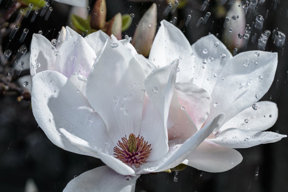 THEFOODMASTER.ETH tweet media