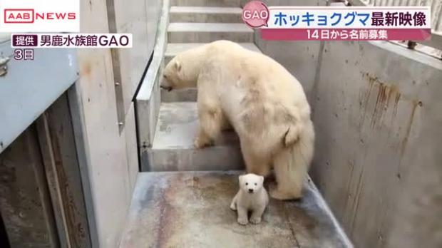 livedoornews's tweet photo. 【かわいい】生まれたホッキョクグマの赤ちゃん、まもなく名前の募集開始 男鹿水族館GAO
https://t.co/xLwDPjJYcd

昨年12月に生まれたホッキョクグマの赤ちゃん。14日午前9時には同園HPに名前を決めるための専用フォームが開設され、応募の中から最終候補が選ばれ館内投票が実施されるという。 https://t.co/CK1B8C4mVl