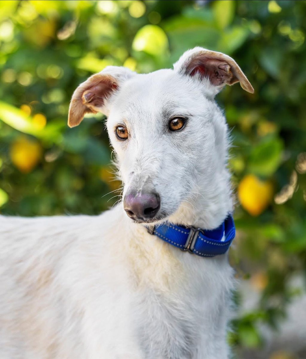 Birch was found on the streets. He was on the streets with Tofu and we assume they are brothers being identical. 
We were so excited to reunite them as they were rescued separately but Tofu hates him 🫣🥴
I’ve never seen such a hatred between brothers. Well Birch is ok but Tofu