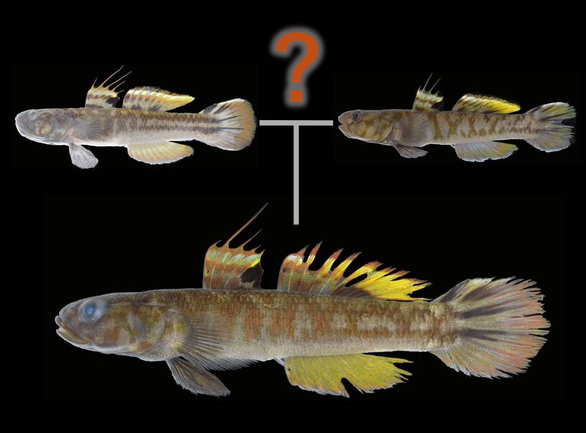 ととろ tweet media