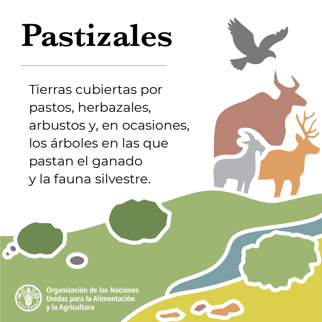 FAO en español tweet media