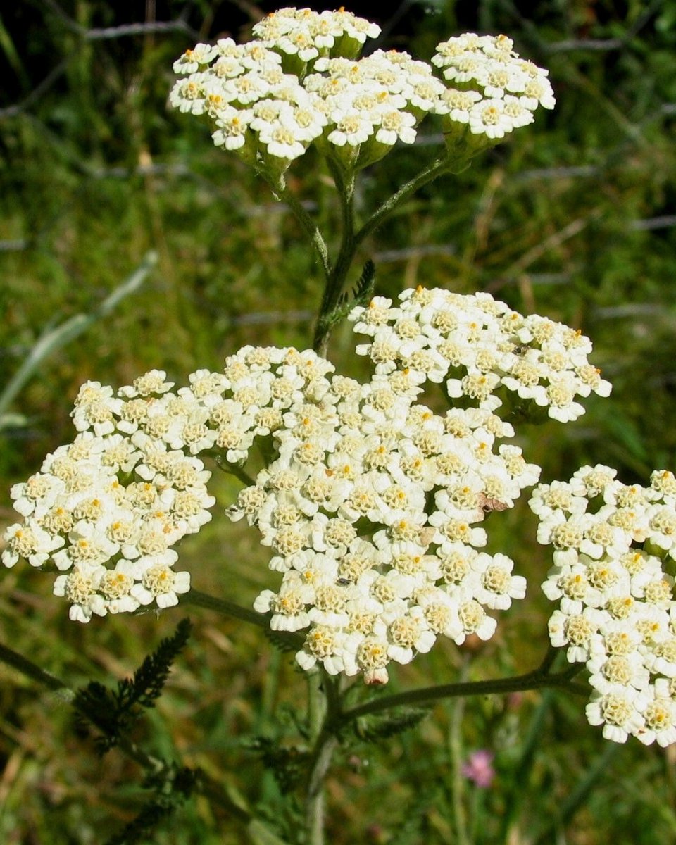 Milli Parklar tweet media