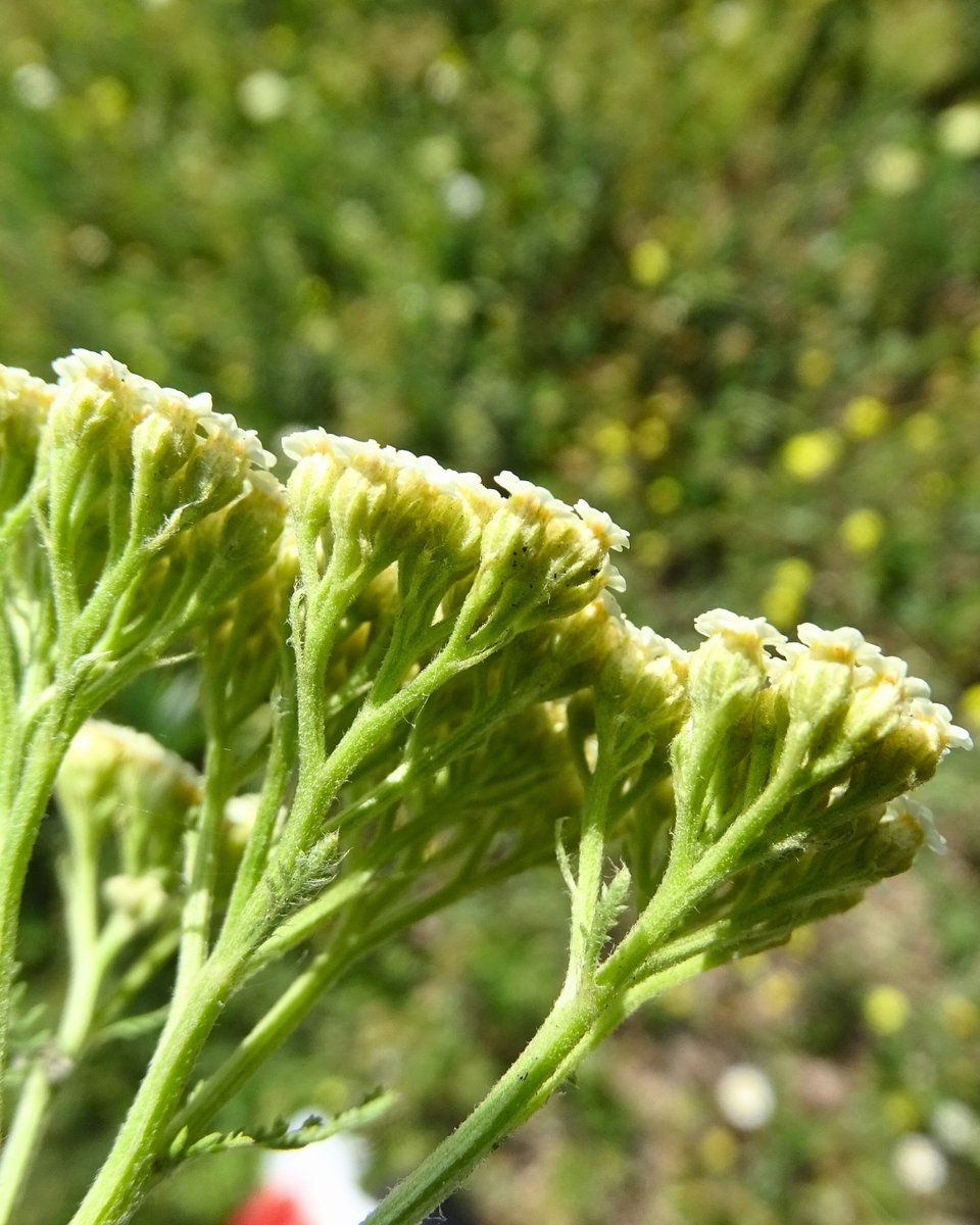 Milli Parklar tweet media