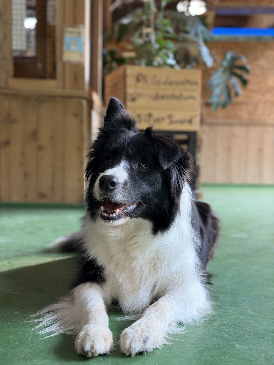 talisman tweet media