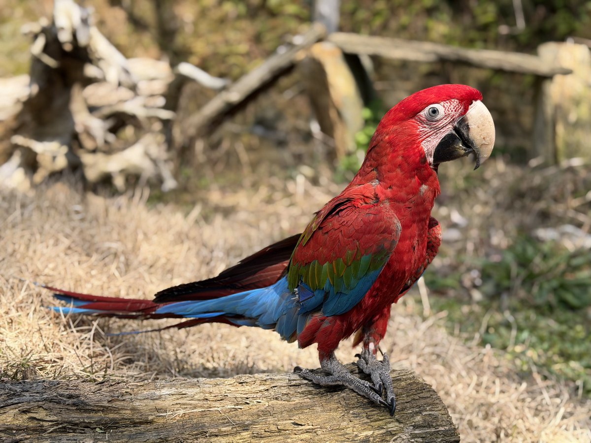 talisman tweet media