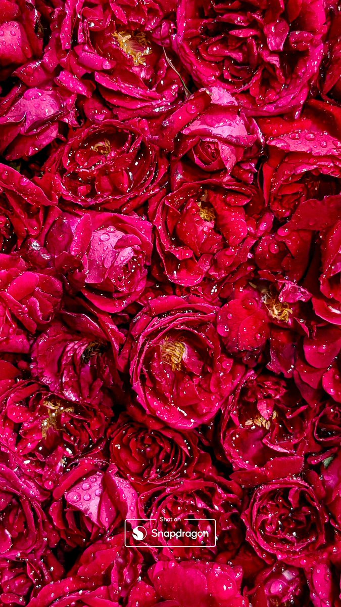 AbdNatiq24's tweet photo. My "A frame overflowing with petals and droplets" Wallpaper๐น๐ง
Download it from here ๐๐ป
https://t.co/eUvdUIJybk
#ShotOnSnapdragon #FebruaryFrames #ShotOnOnePlus #OnePlus15
@Snapdragon_IN
@Snapdragon @SnapdragonCarla @gregcroc @oneplus @OnePlus_IN https://t.co/hGHq0EeEmP