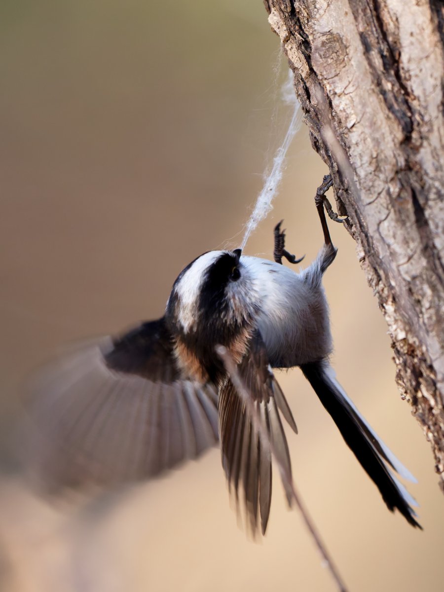 今日もワタと格闘してたエナガ

ワタでワタワタしていたおかげで1/800で頭を止めつつ、翼の大きなブレを写せた😆

#エナガ