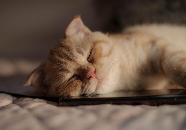 Mark Singleton tweet media