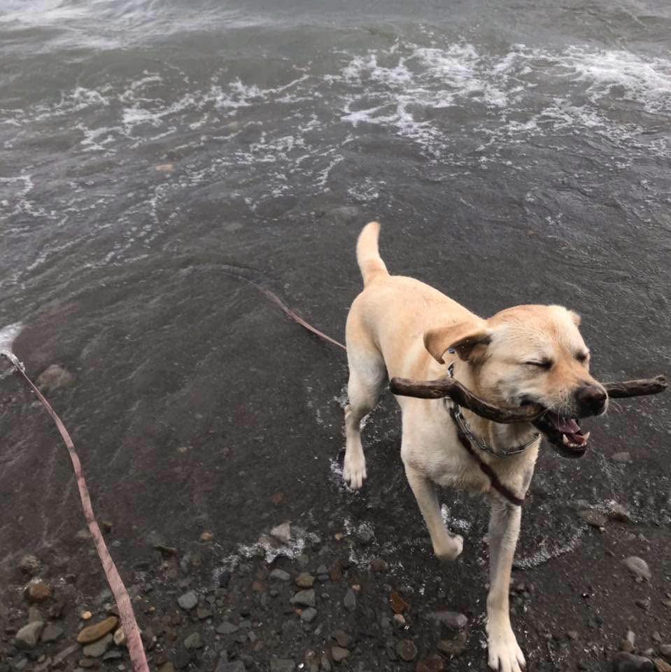 xvermonter61's tweet photo. Throw back to when it was all about the sticks! 🤗#DogsofTwitter #ThrowBackThursday #StickDog https://t.co/T2icbUF0yj