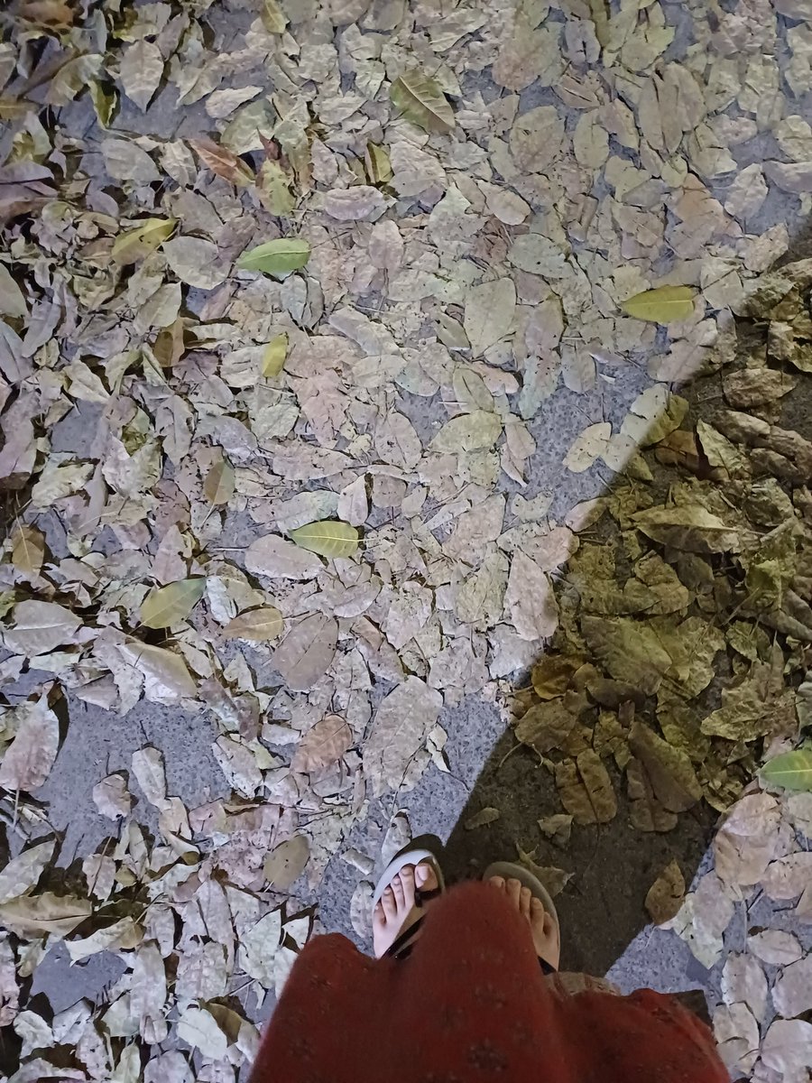 asfiyarahman tweet media