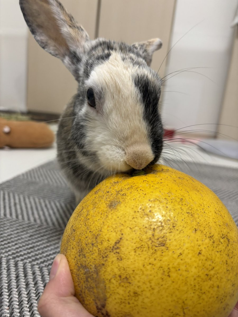 mokamo0523's tweet photo. おっきいおみかんもらいました🍊 https://t.co/u3qYHFBH9J