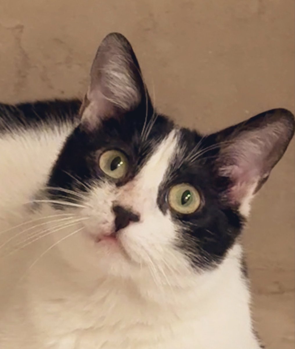 hi I’m Hank tweet media