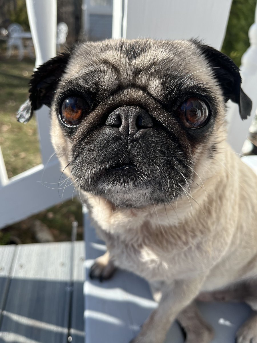 lalagailpug tweet media