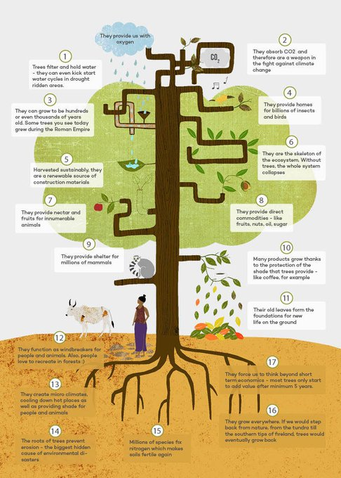 Remember 15 billion of these life given Trees are destroyed by humans every year 
What happens when they are all gone?