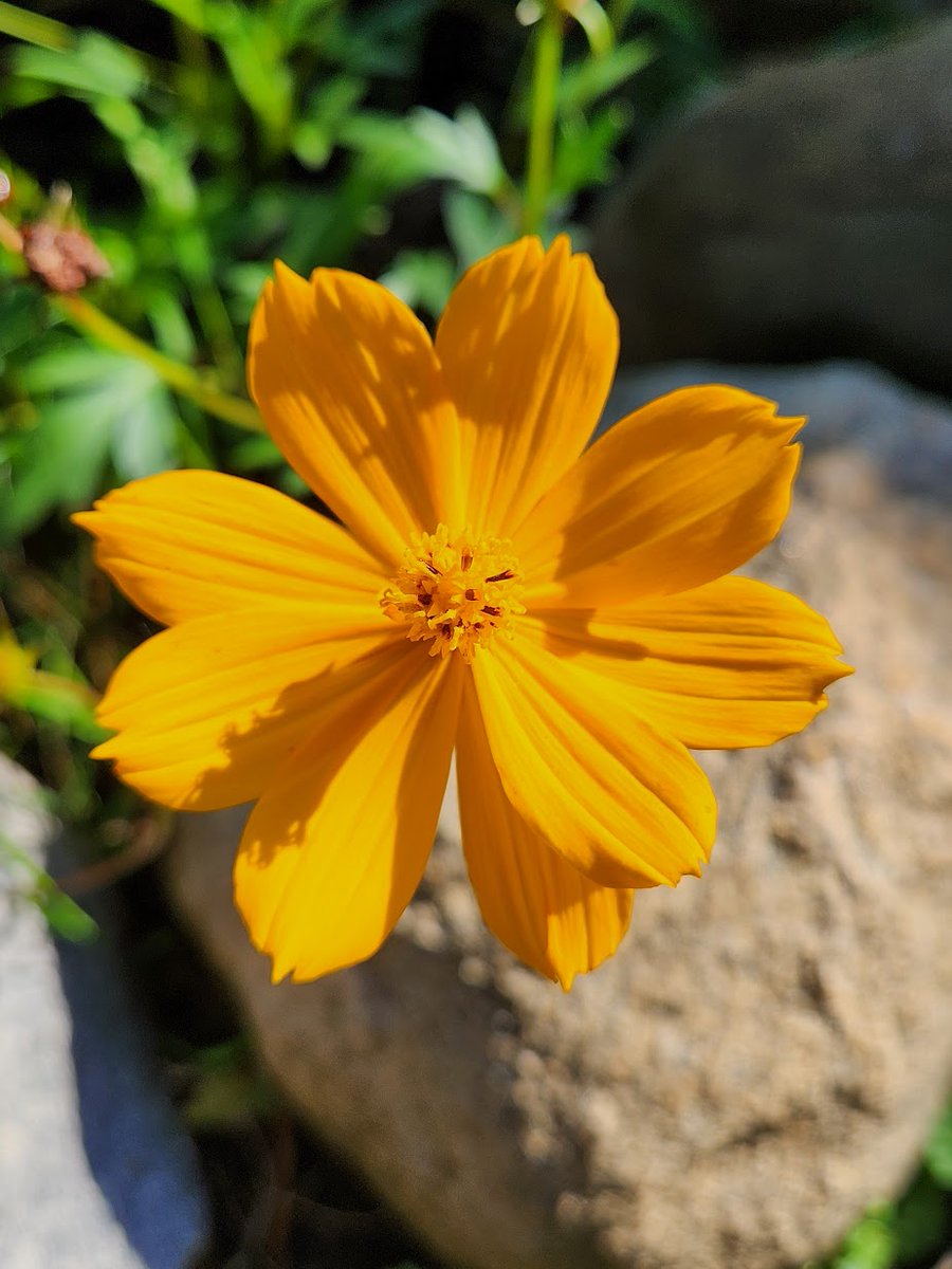 🌱 Shannon Walsh 🦋🦋🦋 tweet media